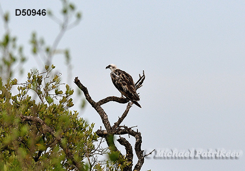 Osprey (Pandion haliaetus)